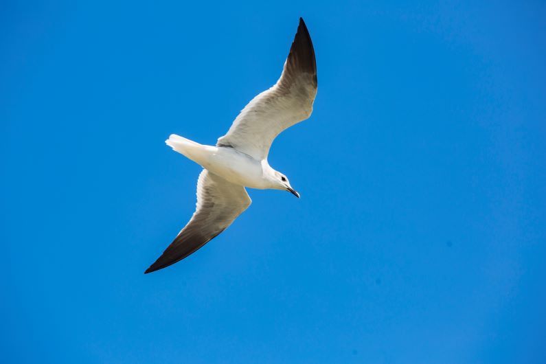 Ya está aquí el October Bird Day