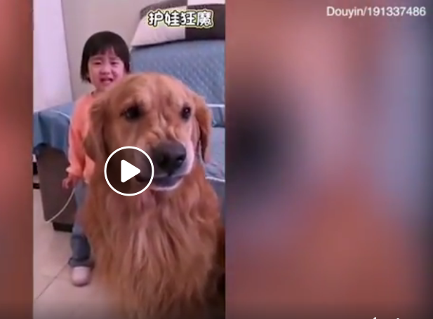 Perro defiende a una niña de los regaños de su madre