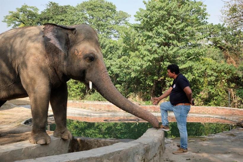Elefante más triste del mundo recibe tratamiento con música de Frank Sinatra