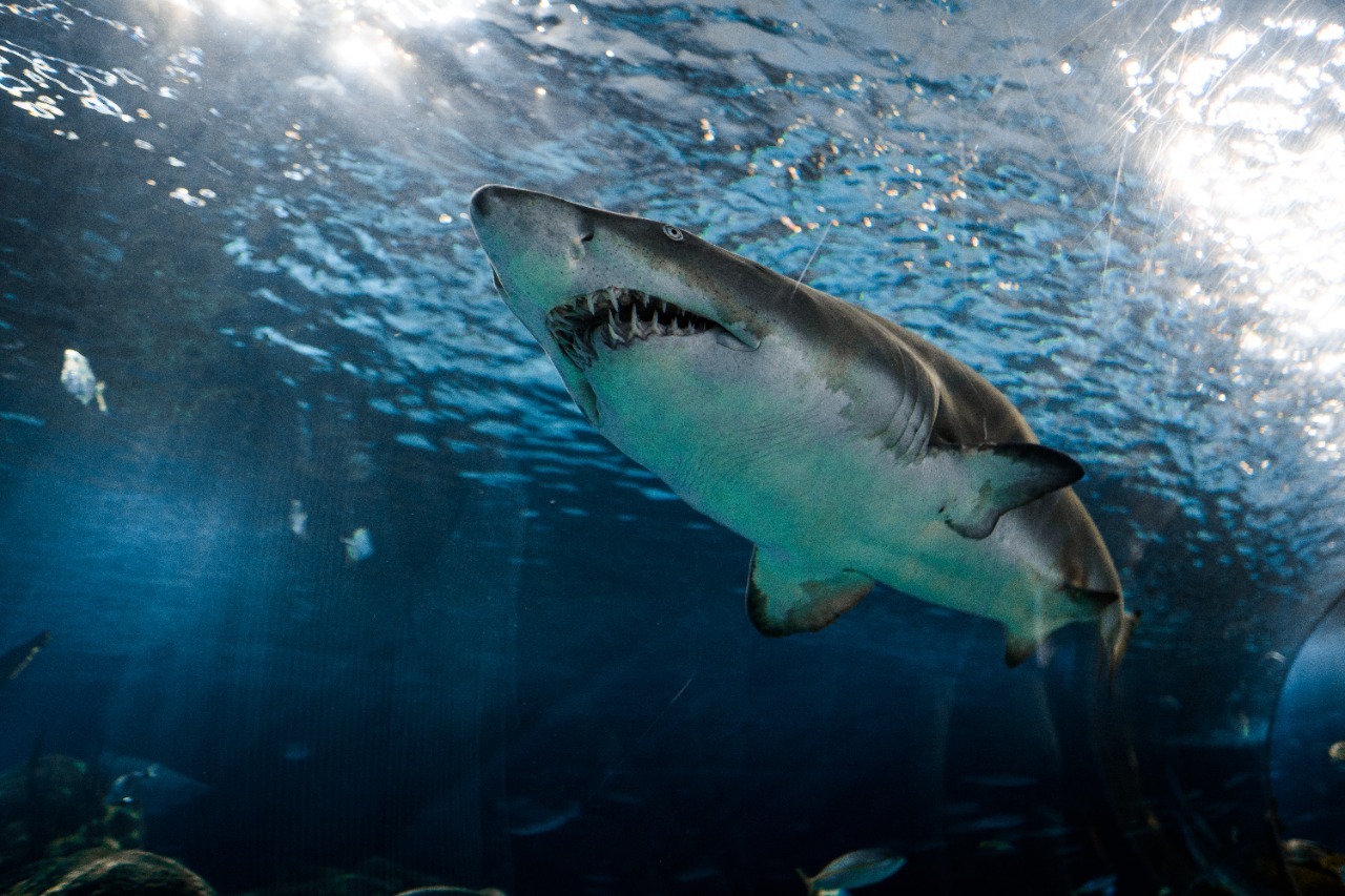 Colombia prohíbe la pesca artesanal e industrial de tiburón