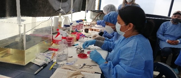 Primeros resultados de estudios del pez Basa en Colombia
