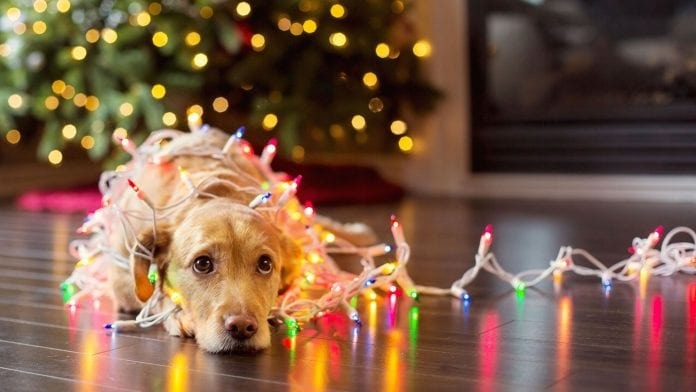 Proteja a su mascota de la pólvora en fin de año
