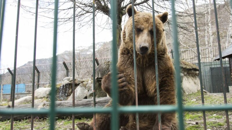 Centros de recepción de fauna silvestre cerrados por maltrato animal