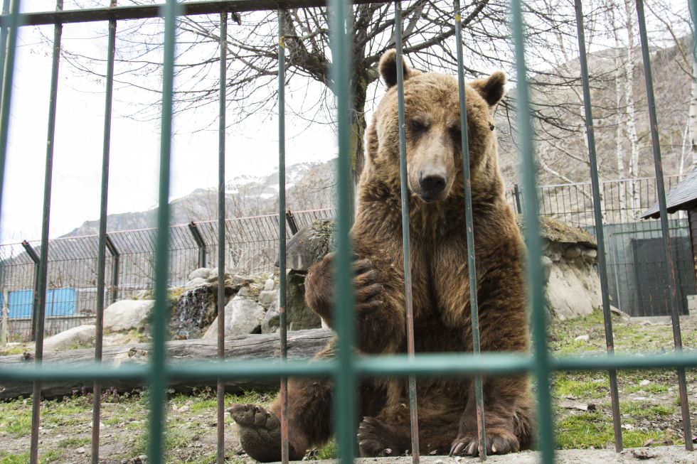 Centros de recepción de fauna silvestre cerrados por maltrato animal