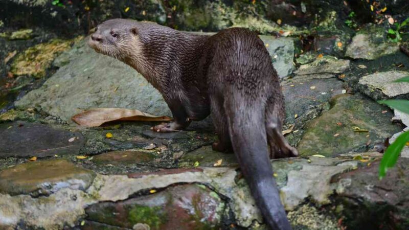 Monitoreo de especies amenazadas en Santa Marta