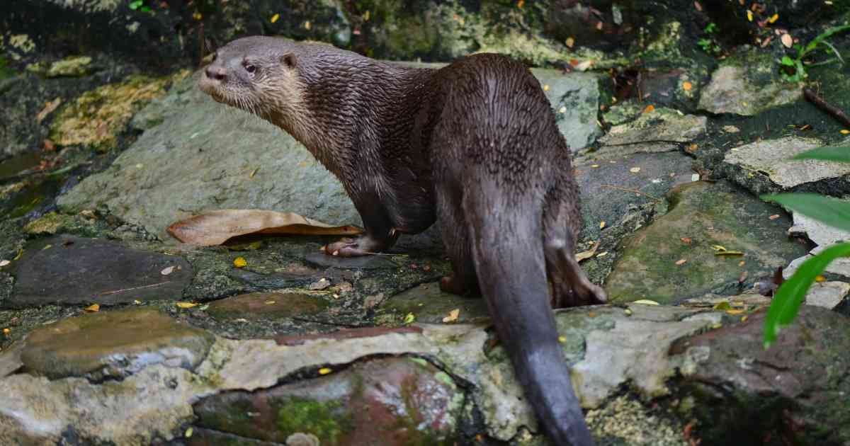 Monitoreo de especies amenazadas en Santa Marta