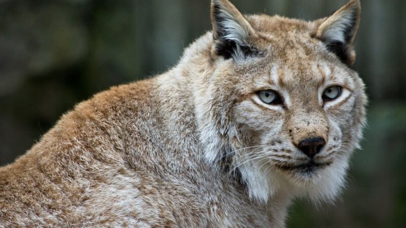 Lince boreal fue abatido en Francia