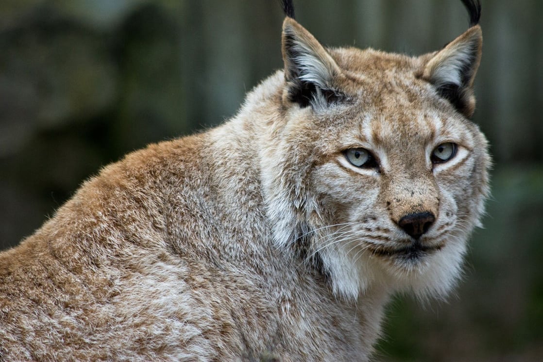 Lince boreal fue abatido en Francia