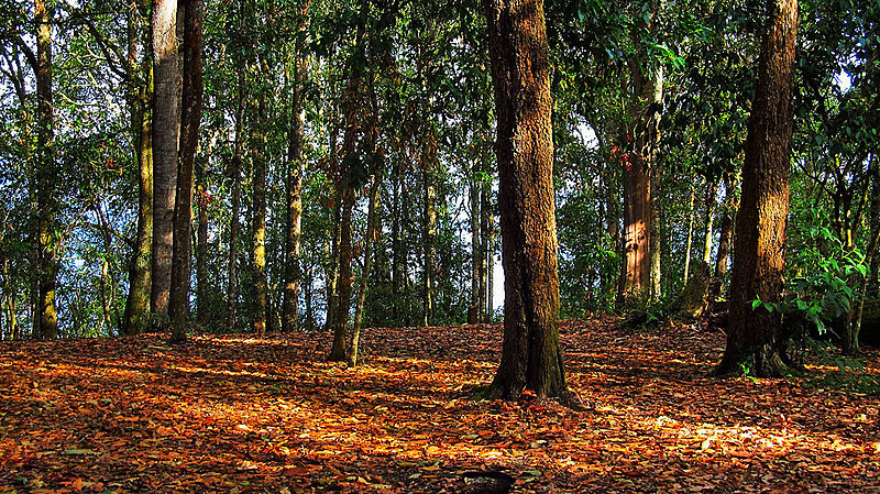Colombia busca frenar la deforestación de los bosques