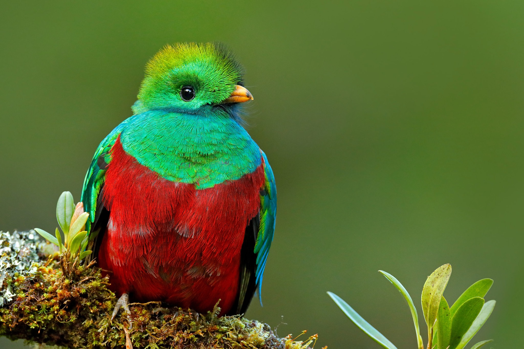 Colombia Birdfair, el llamado para prevenir la extinción de aves
