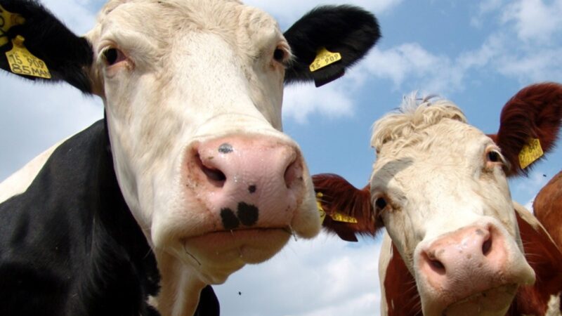 Nueva Zelanda a la neutralidad, con la reducción de vacas
