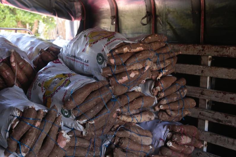 Campesinos atlanticenses comercializan yuca con impulso de la Gobernación