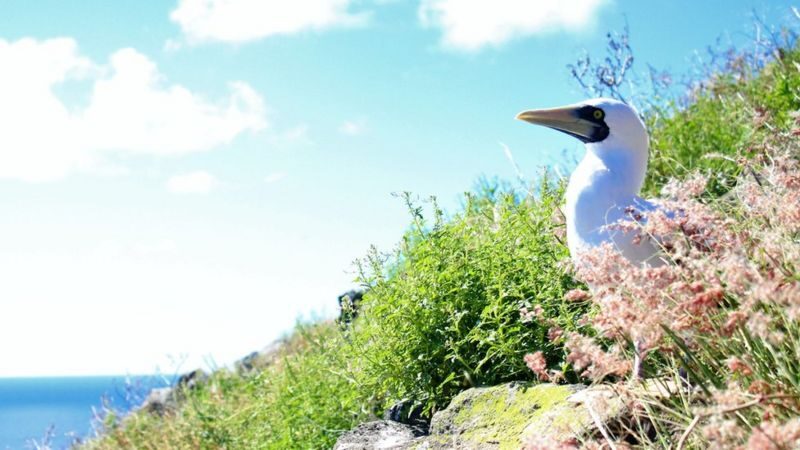 Redonda: la isla desértica que se transformó en paraíso ecológico