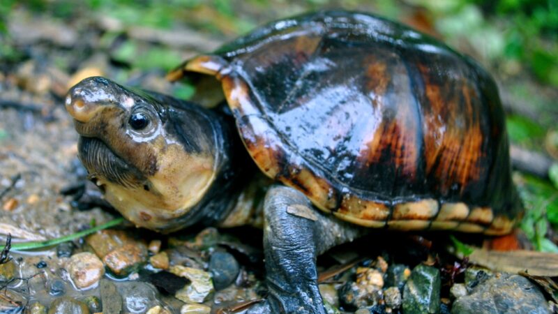 Instituto Humbold alerta sobre las 10 tortugas más amenazadas en Colombia