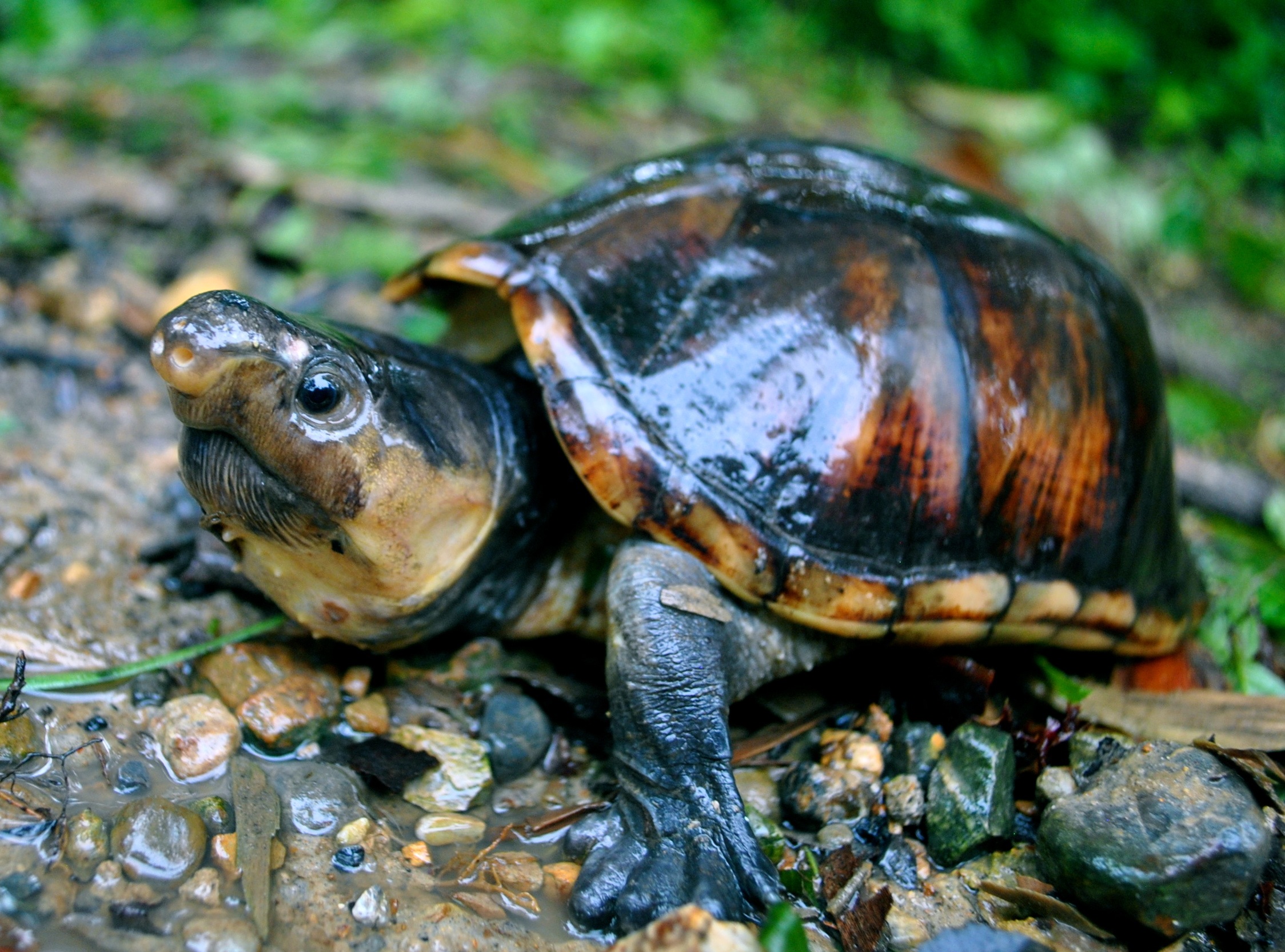 Instituto Humbold alerta sobre las 10 tortugas más amenazadas en Colombia
