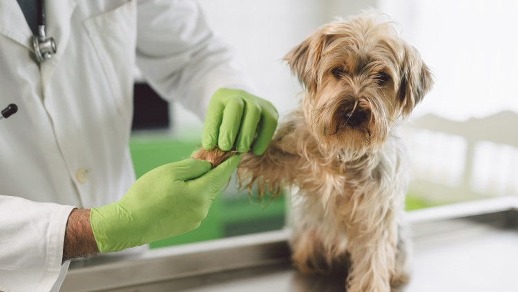 Rusia aprueba primera vacuna antiCovid para animales