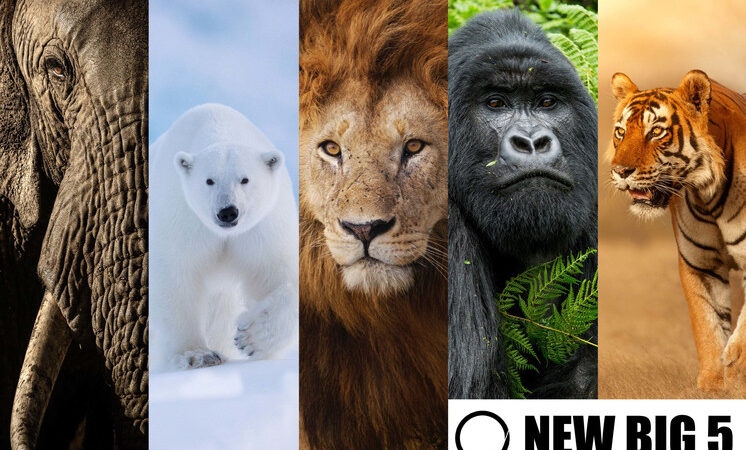Los  ‘New Big 5’ de la fotografía de animales salvajes