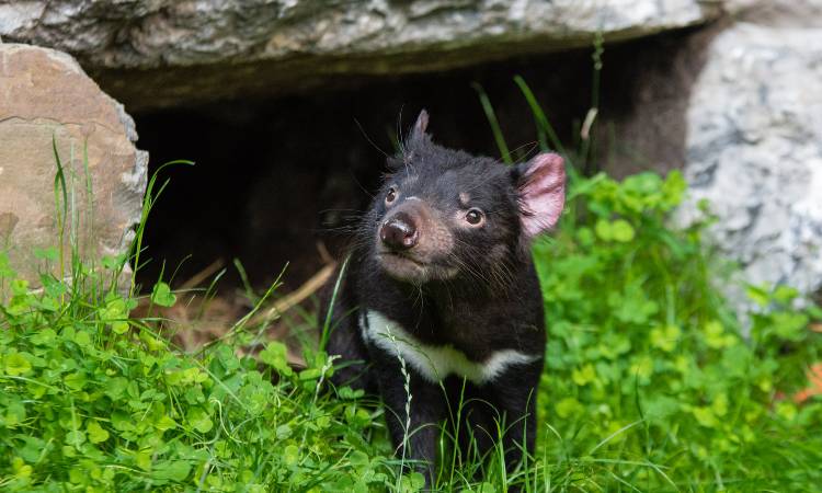 Nacen demonios de Tasmania  después de 3 mil años extintos