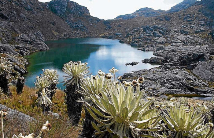 Los «bosques enanos» de Colombia