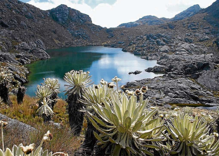 Los «bosques enanos» de Colombia
