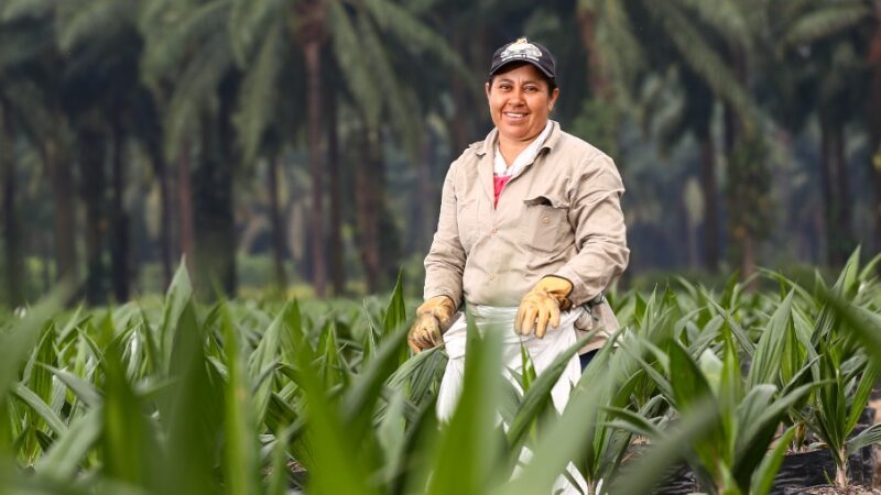 Sector palmero: abanico de posibilidades para la economía colombiana