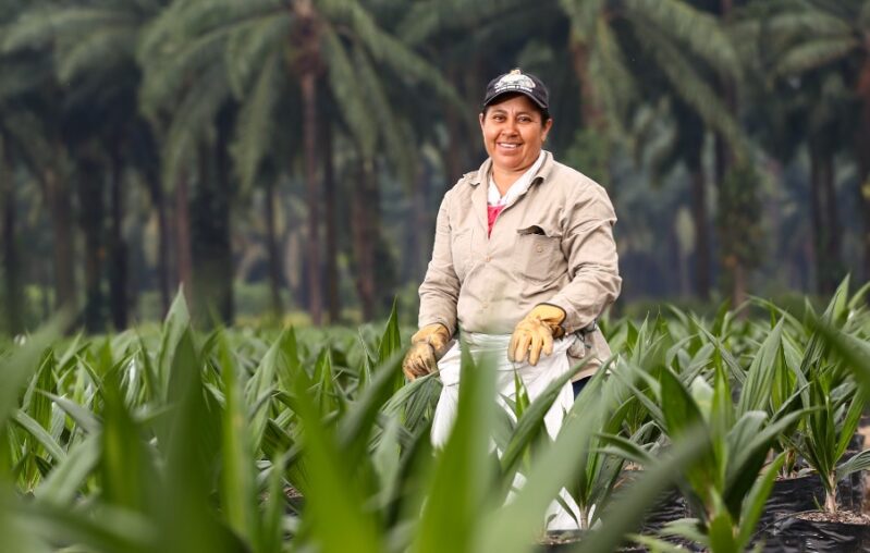 Sector palmero: abanico de posibilidades para la economía colombiana