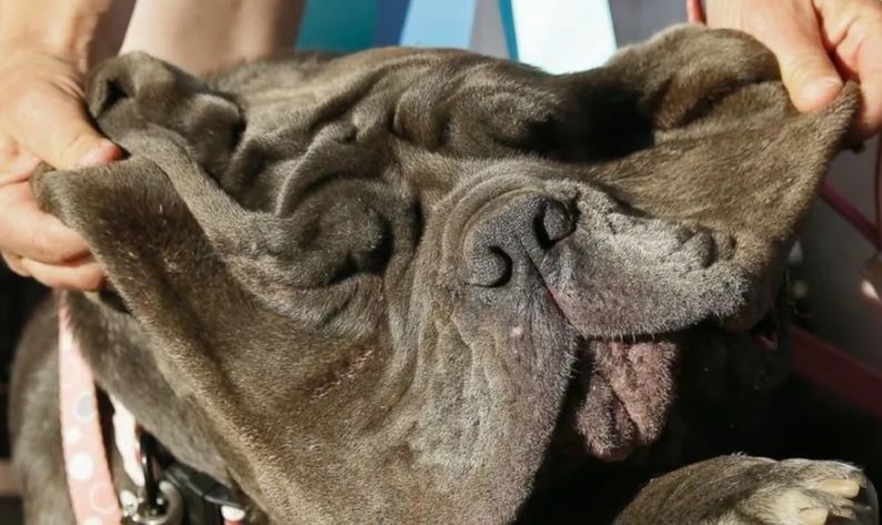 Los perros más exóticos del mundo