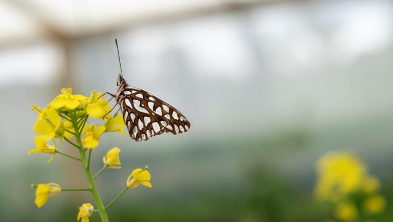 Las mariposas de Colombia con clase  mundial