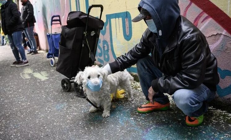 Colombia con nuevos requisitos para ingresar o sacar mascotas