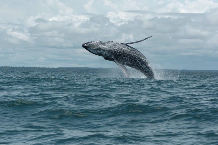 Las ballenas jorobadas llenan de amor el Pacífico Colombiano