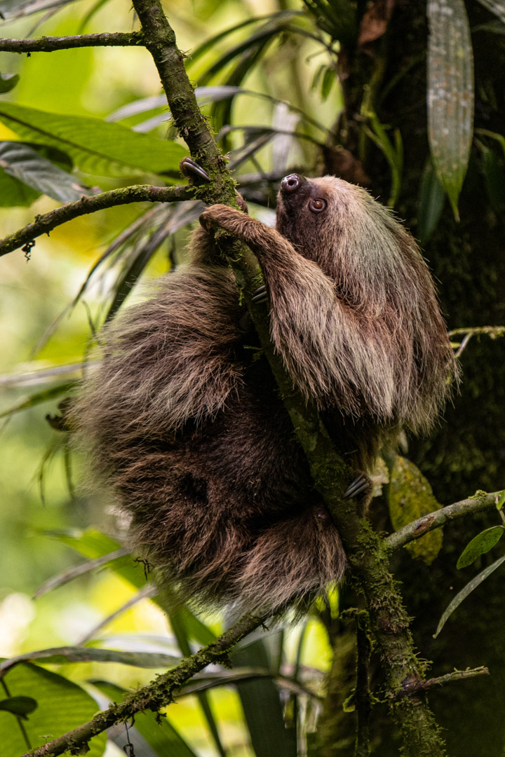 El perezoso ya es un símbolo nacional de Costa Rica