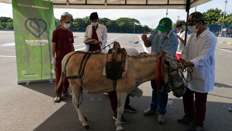 En Barranquilla avanza el Plan Integral de Sustitución de Vehículos de Tracción Animal