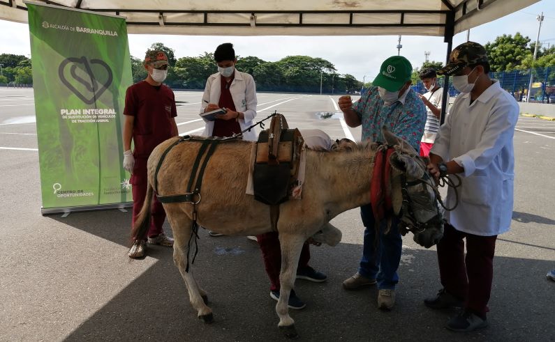 En Barranquilla avanza el Plan Integral de Sustitución de Vehículos de Tracción Animal
