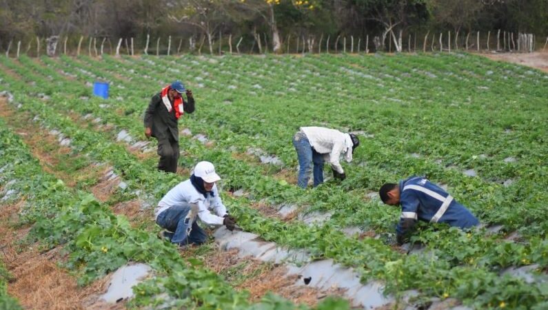 Cultivo de limón Tahití en Repelón reactiva el campo del sur del Atlántico