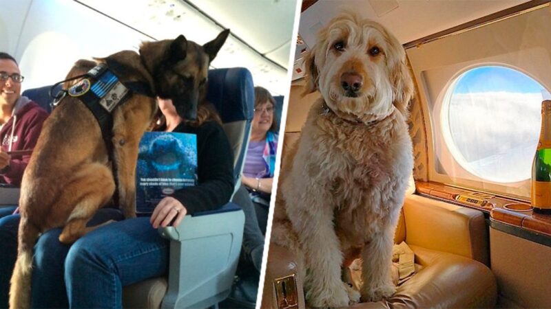 En Colombia las mascotas podrían movilizarse en transporte público junto a sus dueños