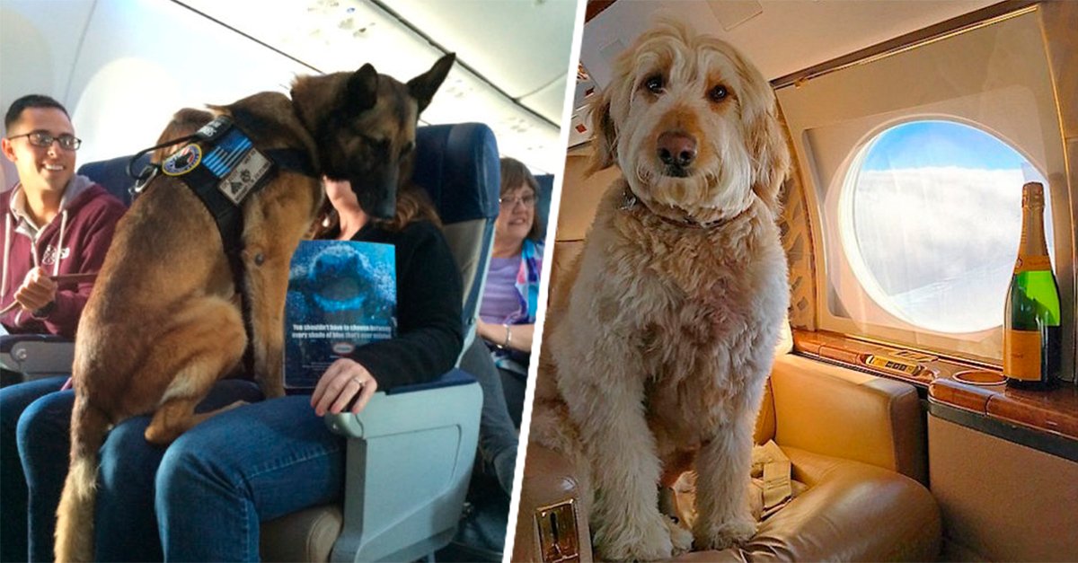 En Colombia las mascotas podrían movilizarse en transporte público junto a sus dueños