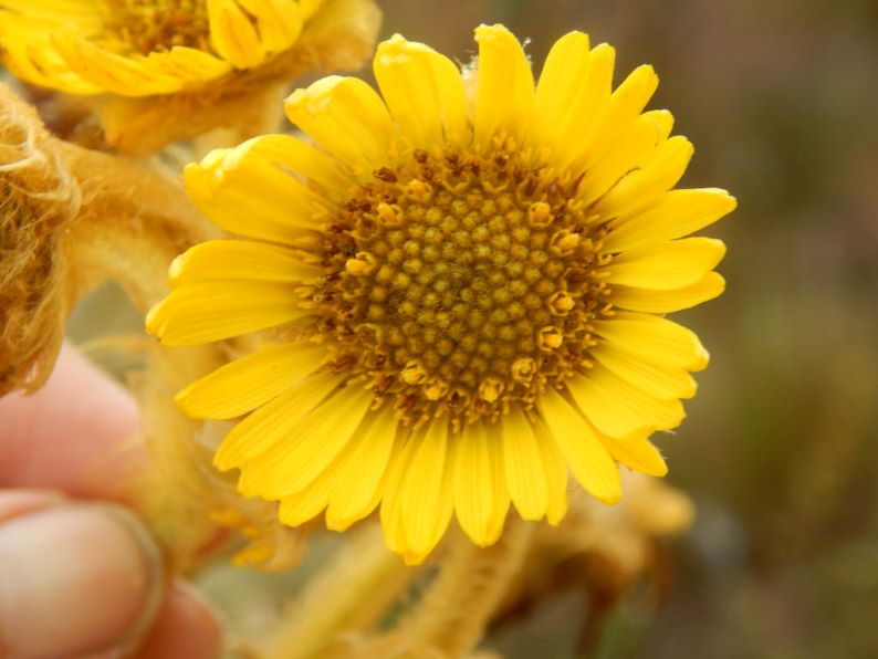 Colombia cierra el 2021 con nueva especie de frailejón