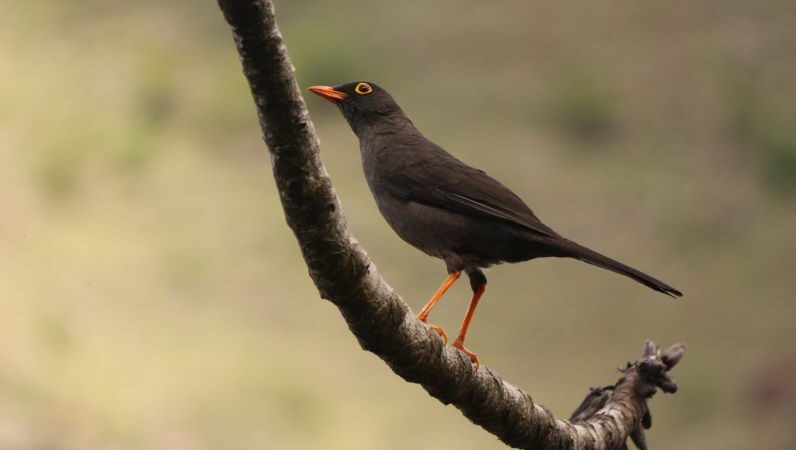 Desorientadas e infartadas: conozca los efectos de la pólvora en las aves