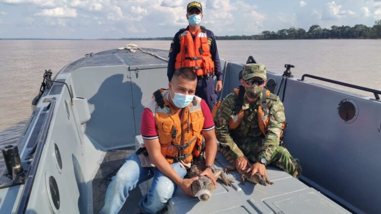 Dos caimanes blancos fueron liberados en el Amazonas por la Armada y el Ejército Nacional