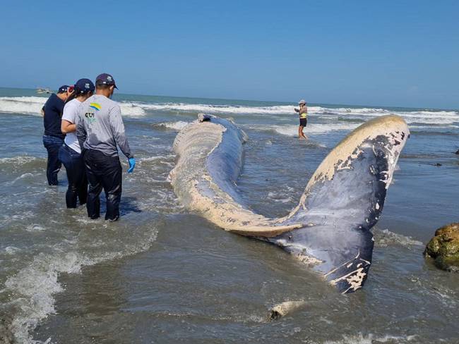 Autoridades buscan causas del deceso de ballena en playas de Córdoba