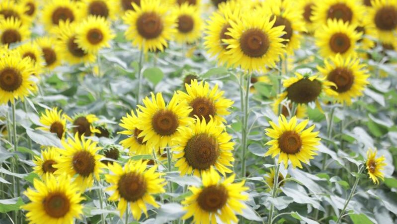 «Mar de girasoles»en Puerto Colombia