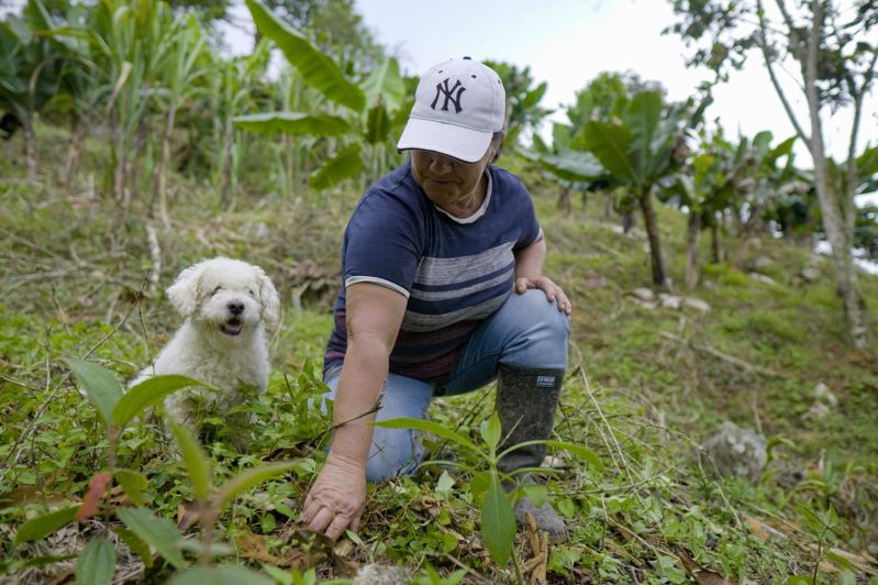 Colombia siembra árboles nativos para frenar la deforestación