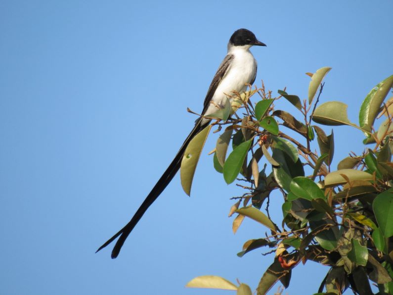 El Global Bird Day está de vuelta