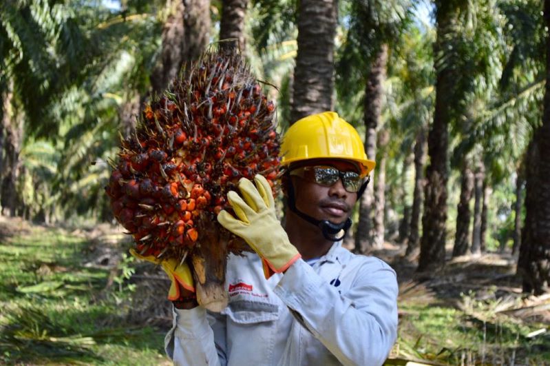 Colombia exportaría biocombustible para aviones a partir de aceite de palma