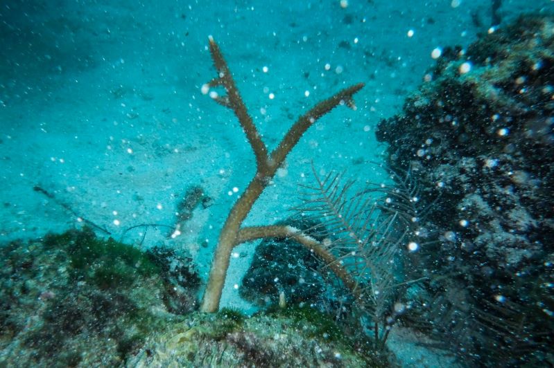 Los arrecifes de coral están muriendo y las poblaciones de peces están colapsando, según la ONU