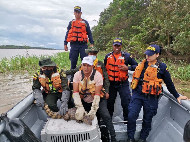 Liberado Caimán crocodilus que iba a ser vendido en el Amazonas