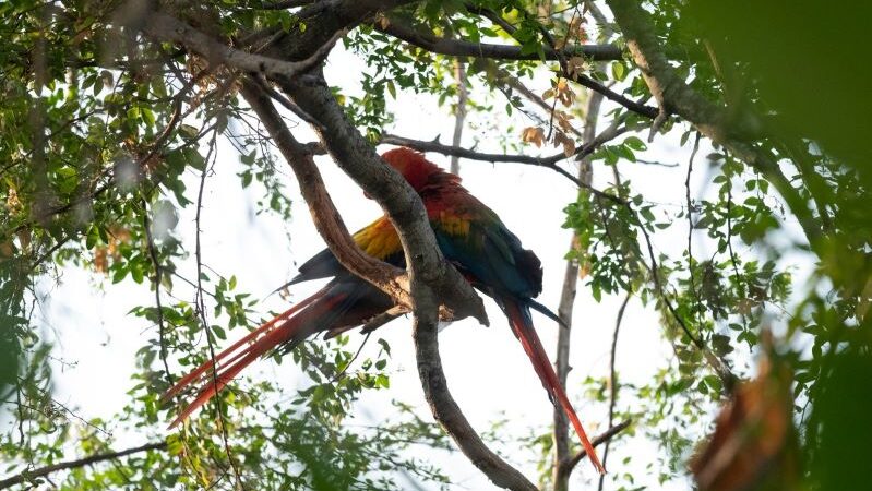 Colombia celebra el Día Nacional de la Vida Silvestre