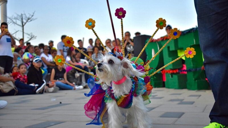«Quien lo ladra es quien lo goza»: evento carnavalero de las familias con sus mascotas