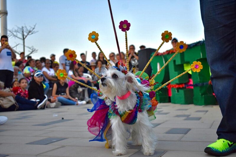 «Quien lo ladra es quien lo goza»: evento carnavalero de las familias con sus mascotas