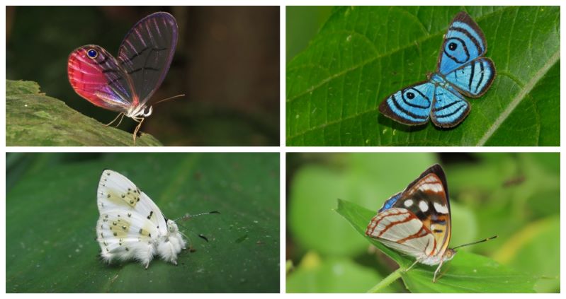 Colombia se ratifica como el país más diverso en mariposas con 3.877 especies